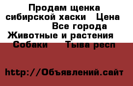 Продам щенка сибирской хаски › Цена ­ 8 000 - Все города Животные и растения » Собаки   . Тыва респ.